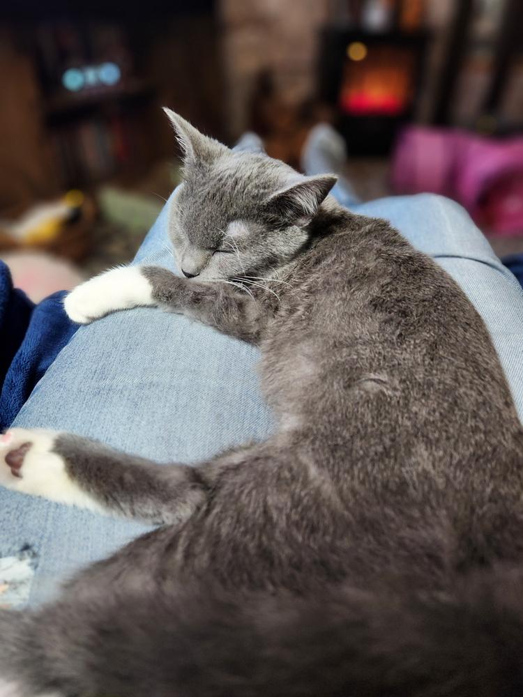 Hearty-Heart for cats - Customer Photo From Susan L. Rickard