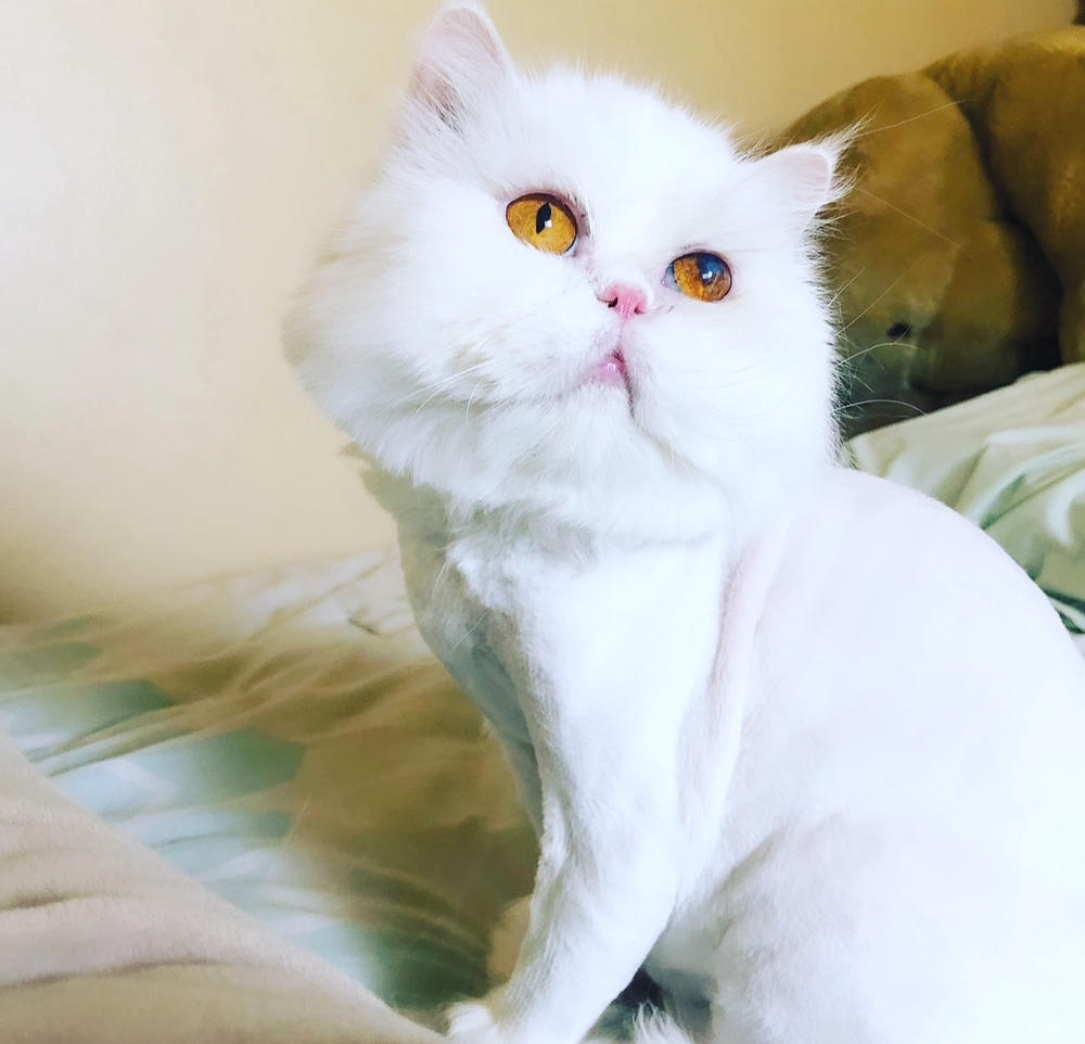 Hearty-Heart for cats - Customer Photo From Allison S 