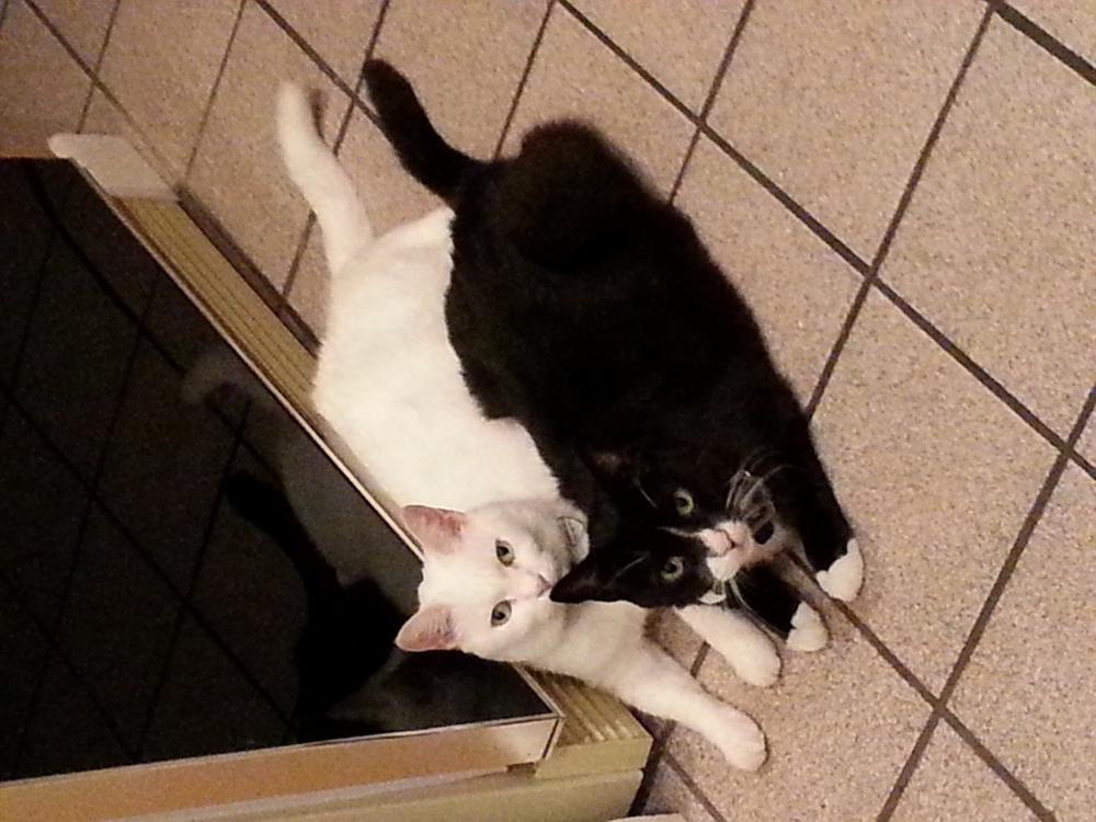 Hearty-Heart for cats - Customer Photo From Robert Krescanko