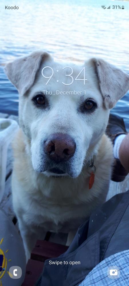 Hearty-Heart for Dogs - Customer Photo From christopher woodcock