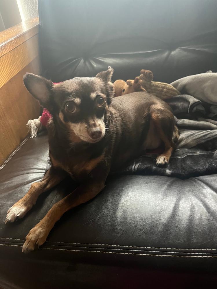 Hearty-Heart for Dogs - Customer Photo From Morgan C
