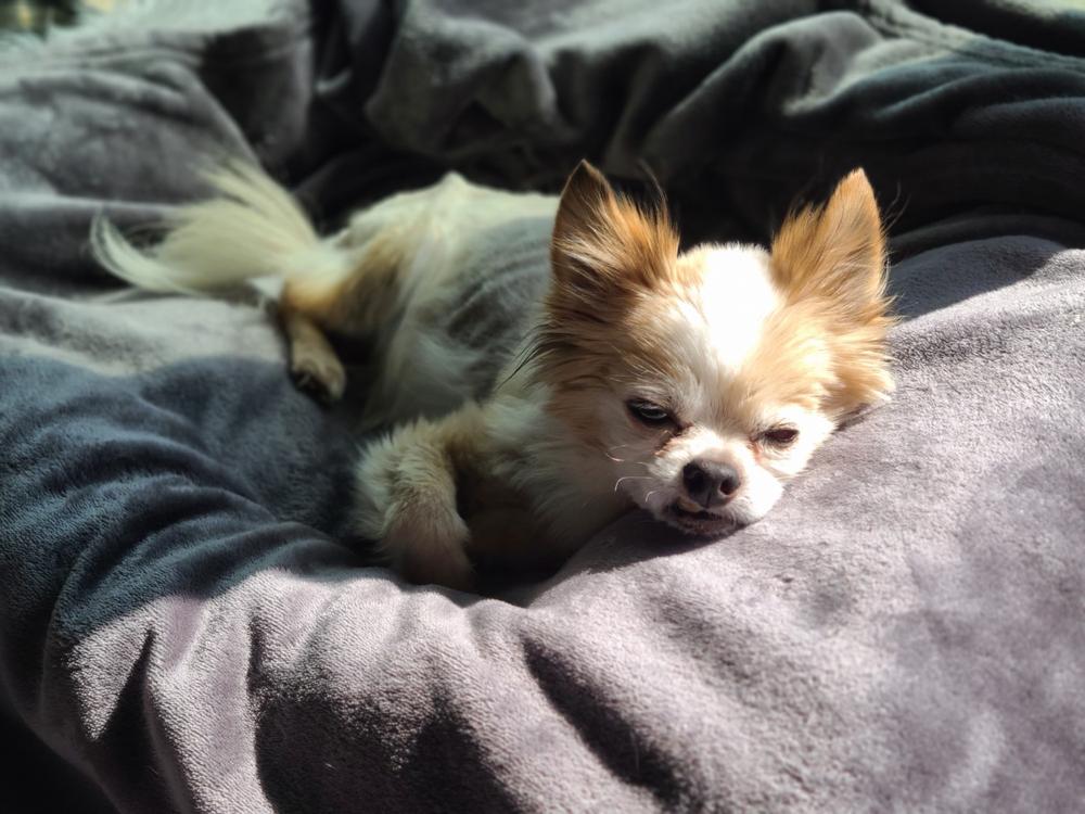 Hearty-Heart for Dogs - Customer Photo From Tessa Thomas