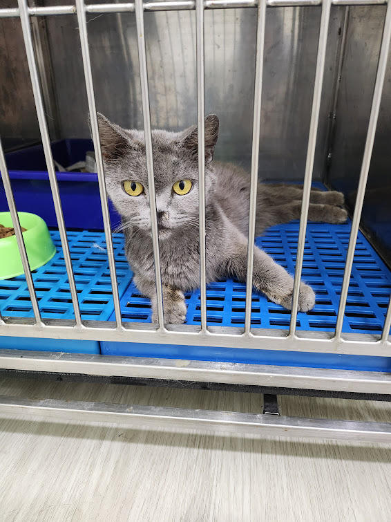 Gold Support Kit for Hyperthyroidism in Cats | NHV