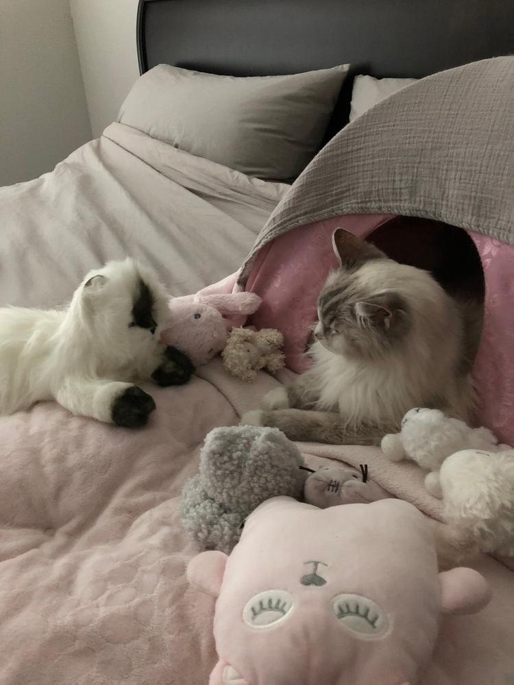 Inflammatory Bowel Disease (IBD / IBS) Comfort Kit - Customer Photo From Deanna Pearson