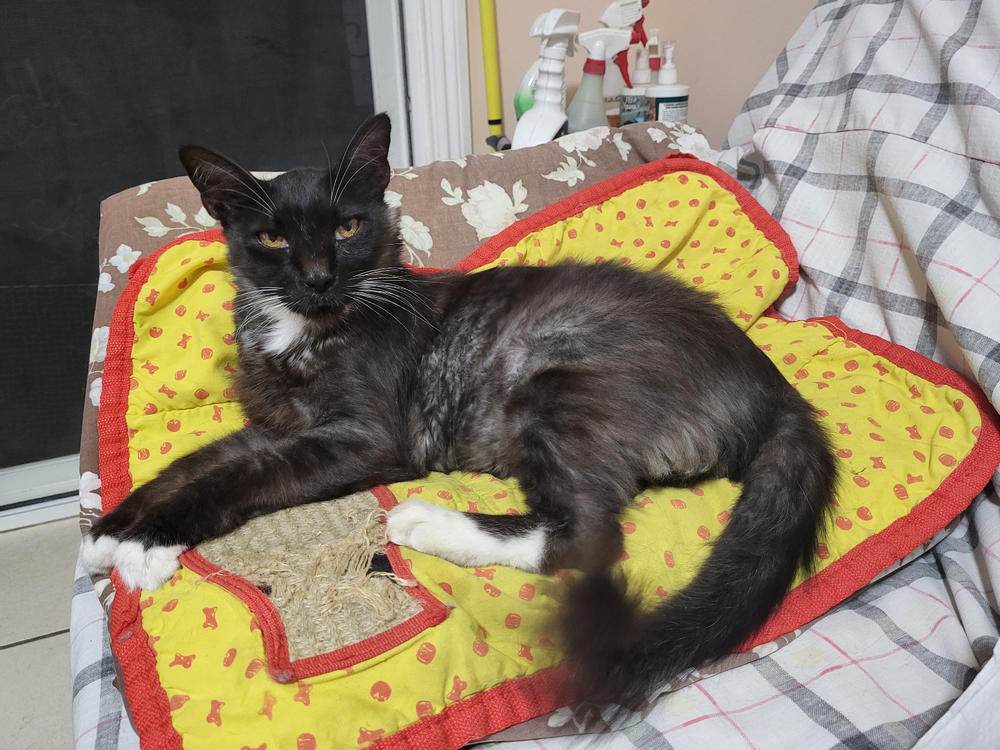 Inflammatory Bowel Disease (IBD / IBS) Comfort Kit - Customer Photo From Mary Lei