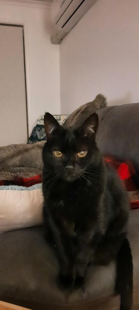 Maris for cats - Customer Photo From Kay Long
