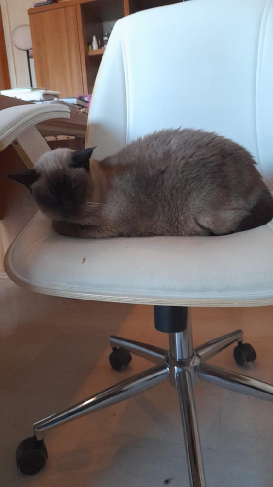 Maris for cats - Customer Photo From Paola Bonato