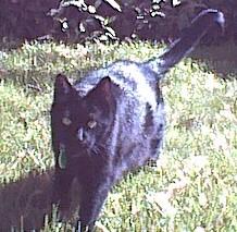 Maris for cats - Customer Photo From Adrianne Frederick