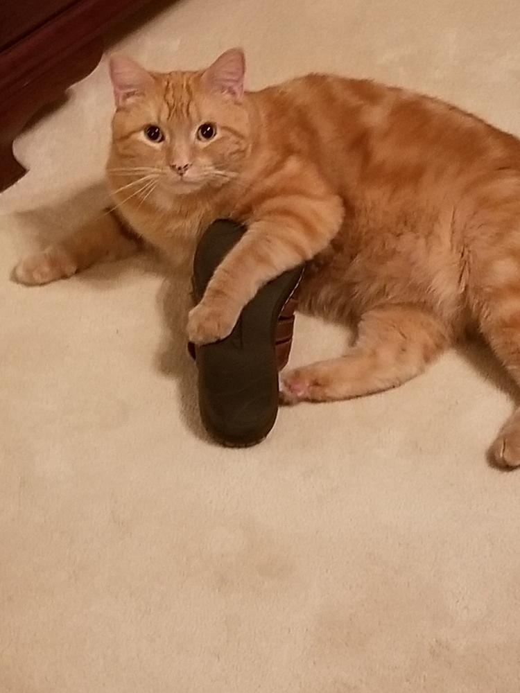 Maris for cats - Customer Photo From Marsha Lewis