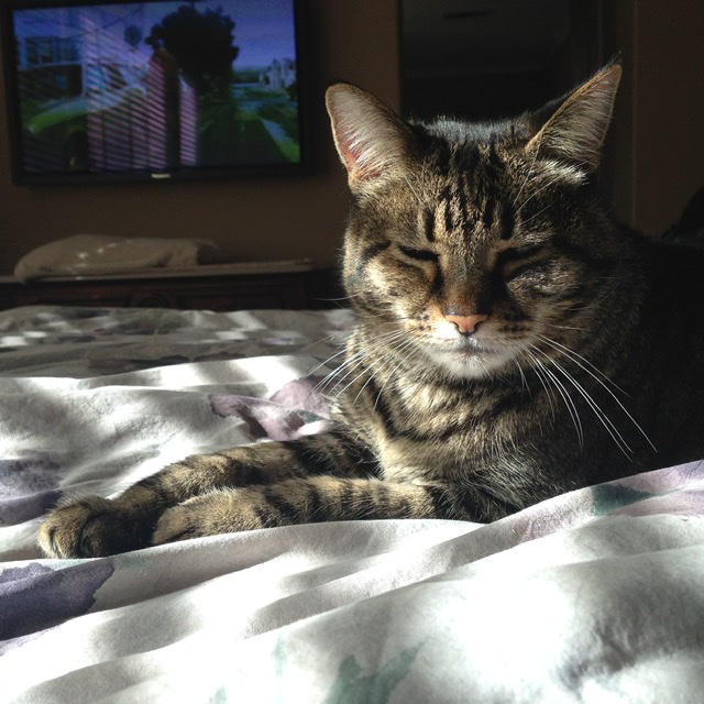 Maris for cats - Customer Photo From Cheryl Raiken