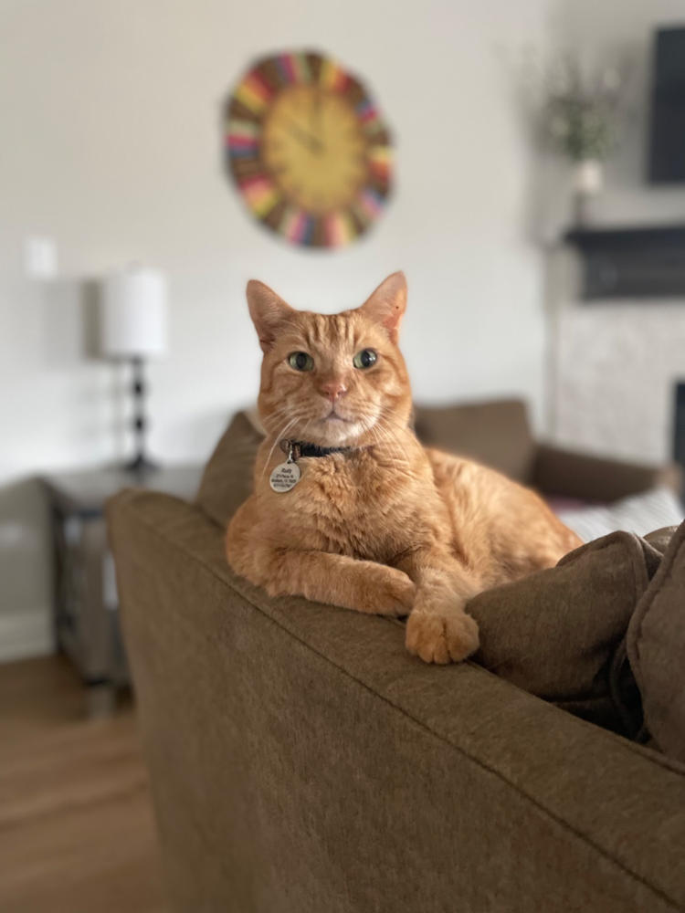 Mellit for cats - Customer Photo From Monica Lientz