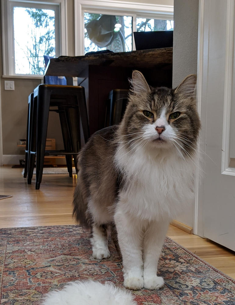 Mellit for cats - Customer Photo From Edy Willmoth
