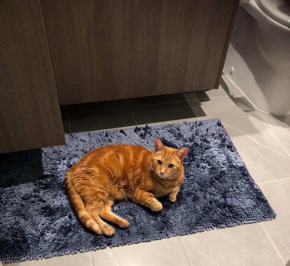 Mellit for cats - Customer Photo From Maria Ho