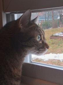 Mellit for cats - Customer Photo From Linda Maxey