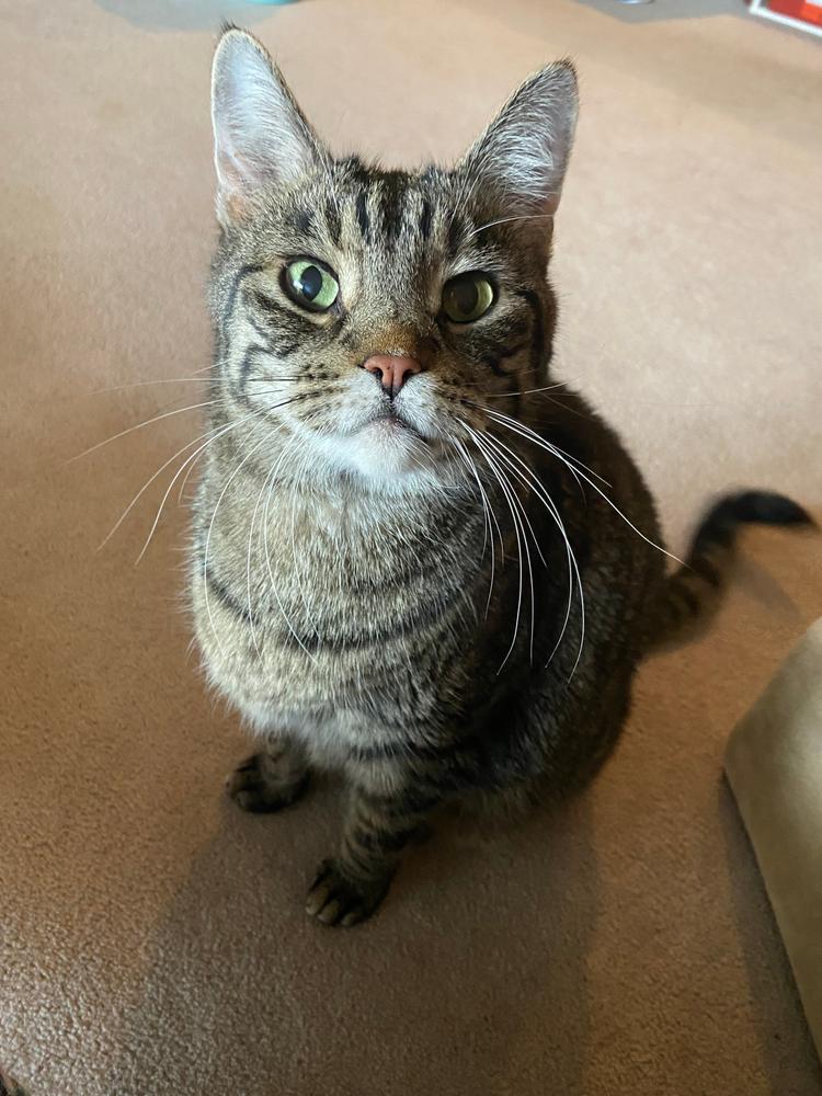 Mellit for cats - Customer Photo From Karen