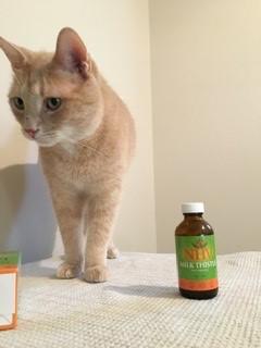milk thistle cat kidney disease