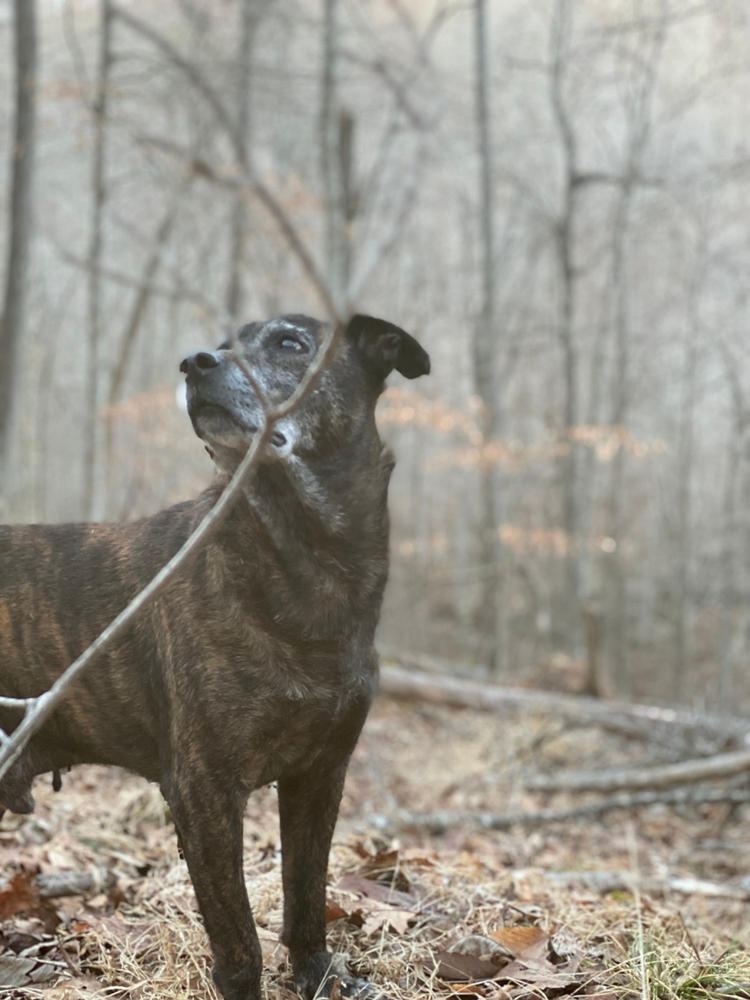 Multi Essentials for dogs - Customer Photo From Cala Clay