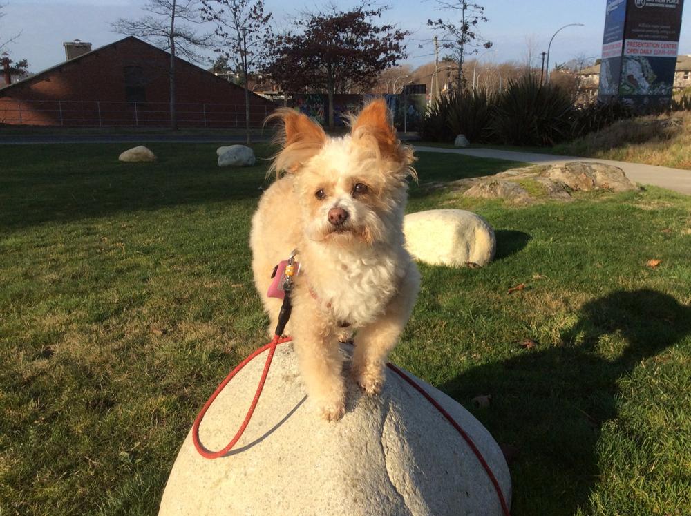 Multi Essentials for dogs - Customer Photo From cal r.
