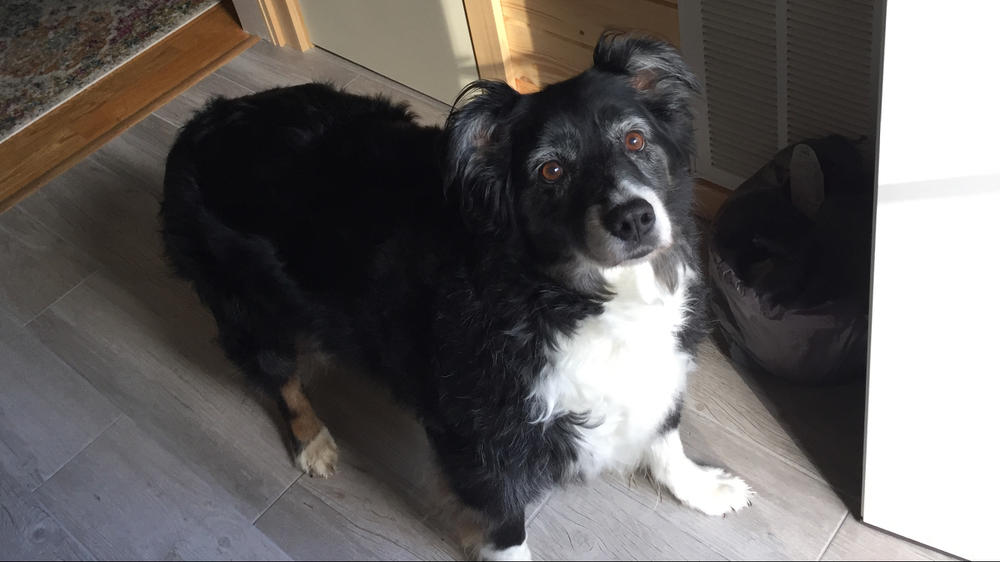 Pet Cancer Immunity Plus - Customer Photo From Michelle H