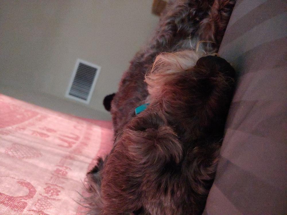 Petomega 3 for dogs - Customer Photo From Jennifer J Lincoln