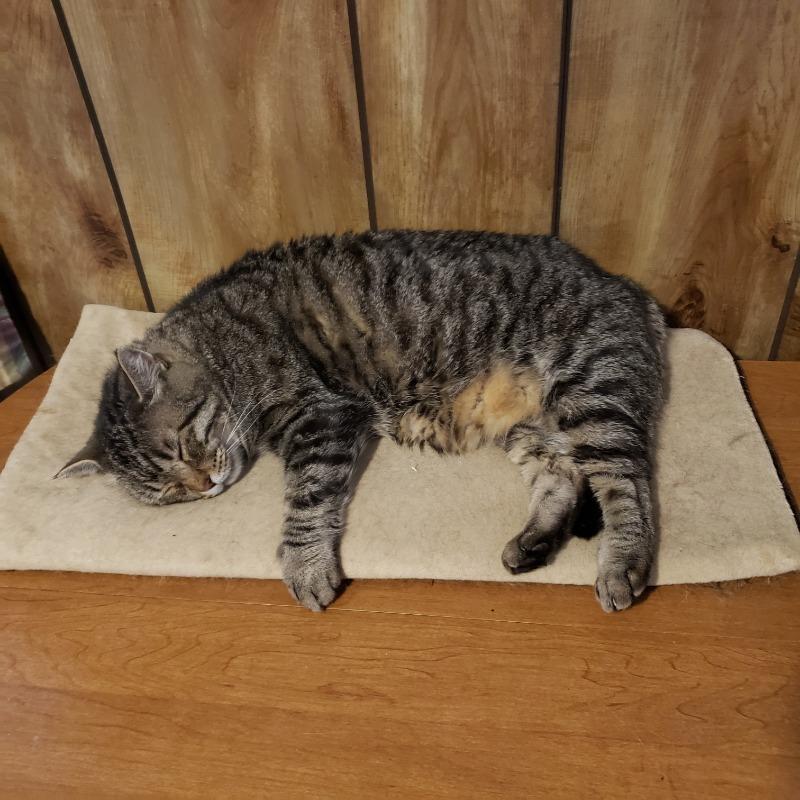 Resp-Aid™ for Cats - Customer Photo From Debra Evans