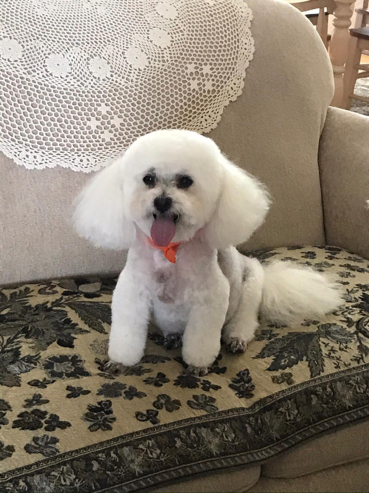 Resp-Aid™ for dogs - Customer Photo From Lila Phillips