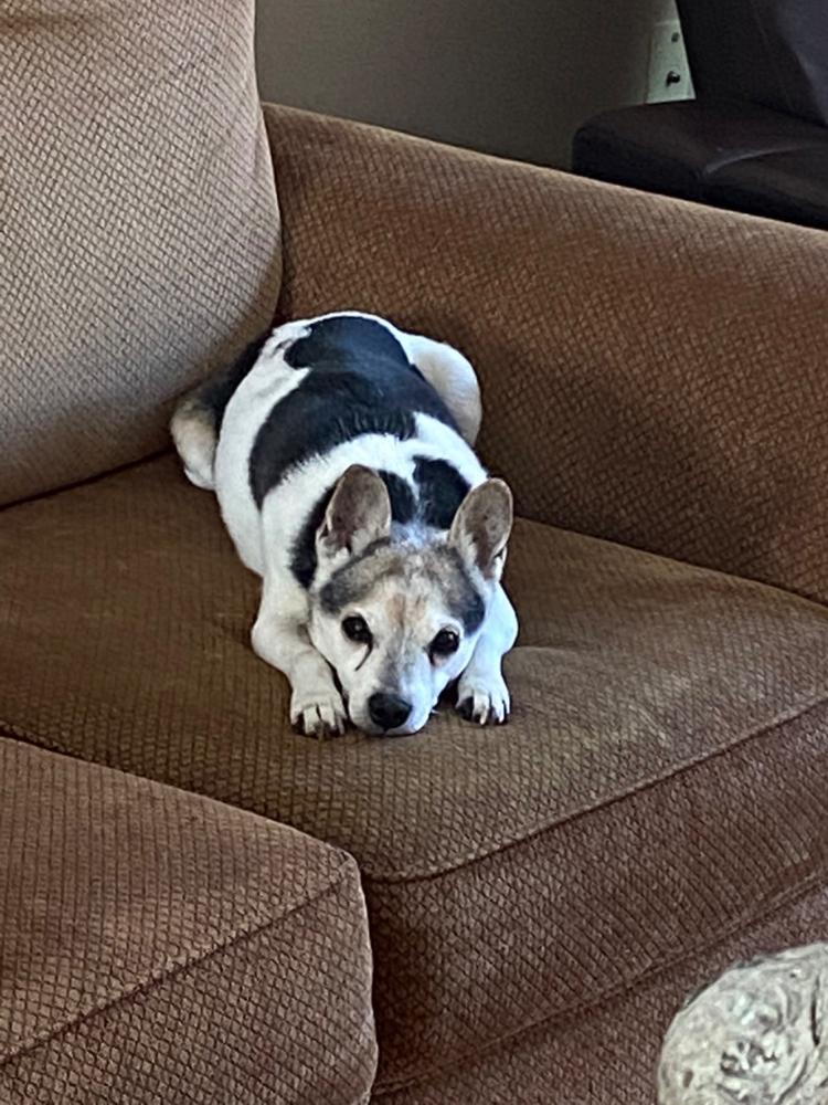 Resp-Aid™ for dogs - Customer Photo From Tarry Hilliard