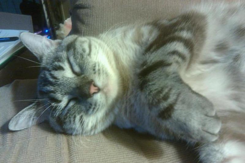 Resthyro™ for Cats - Customer Photo From Sharon Sargent