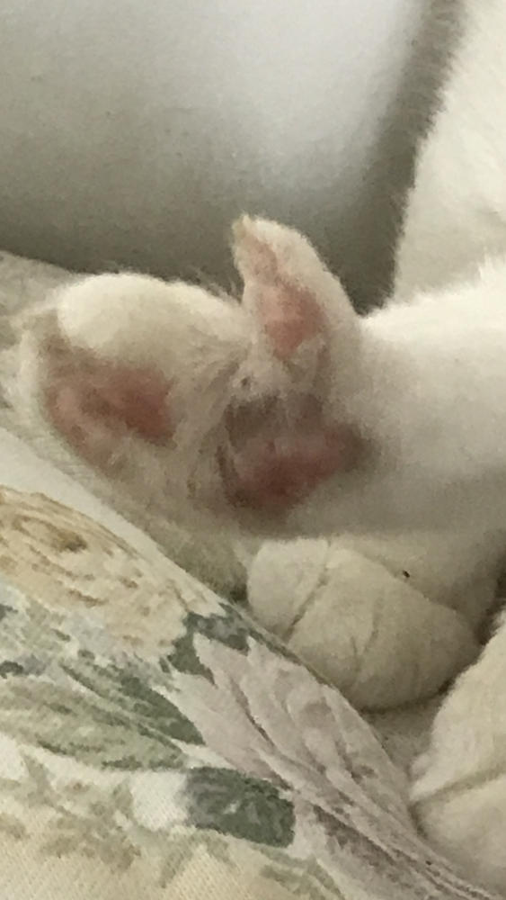 Stimmune for cats - Customer Photo From Kathy E.