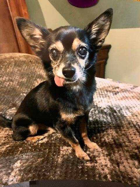 Tripsy™ for Dogs - Customer Photo From Claudia Lagares 