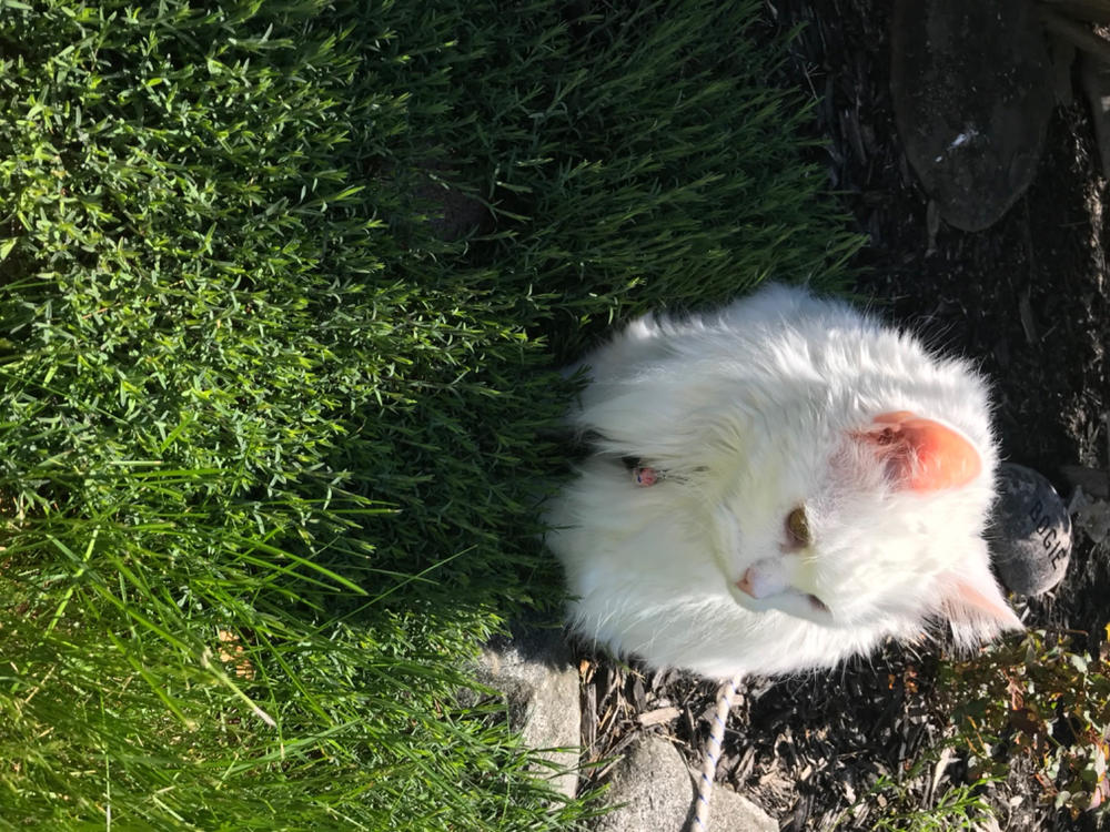 Turmeric for Cats - Customer Photo From Anita Nicholson 