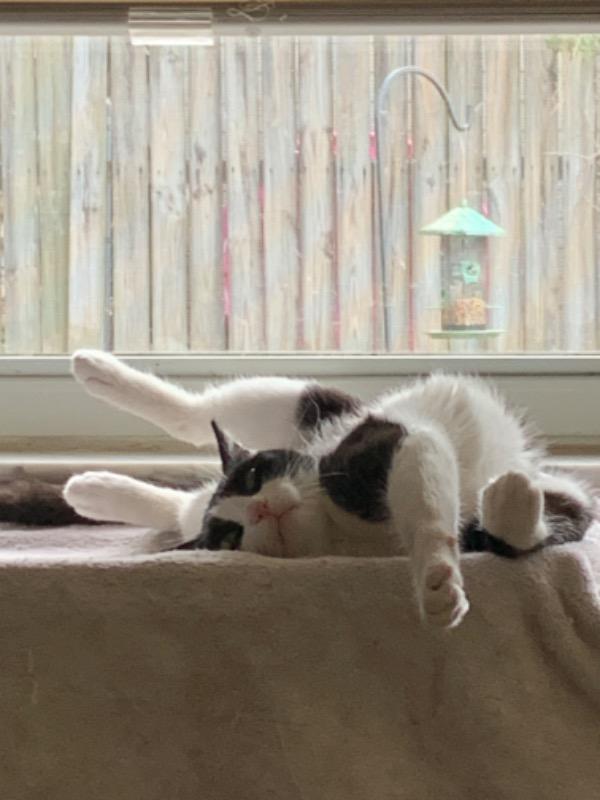 Turmeric for Cats - Customer Photo From Anthony Ingandello 