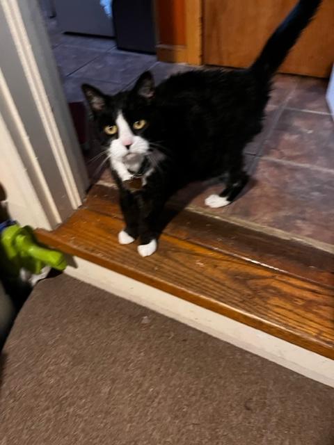 Turmeric for Cats - Customer Photo From Giselle Del Toro