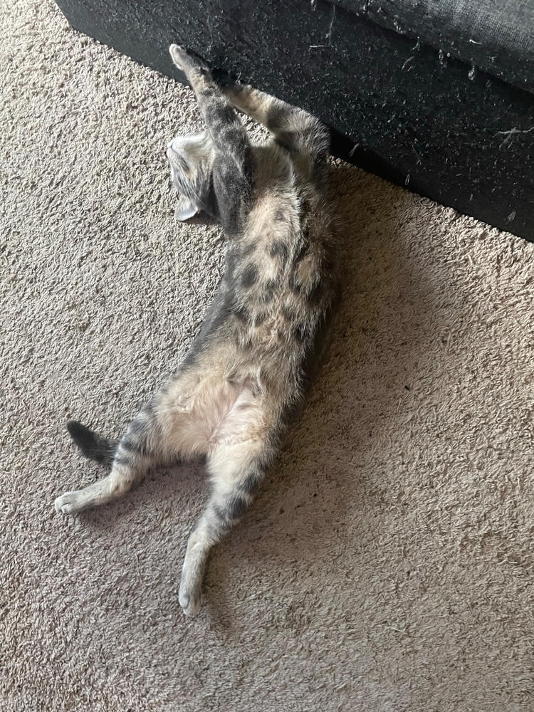 Turmeric for Cats - Customer Photo From Cara Shepherd
