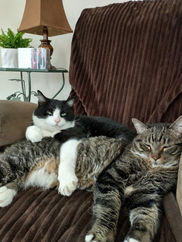 Turmeric for Cats - Customer Photo From Allan Morris