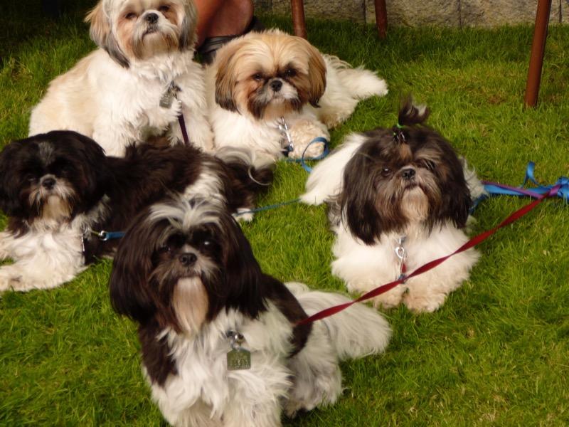 Turmeric for Dogs - Customer Photo From colleen paterson