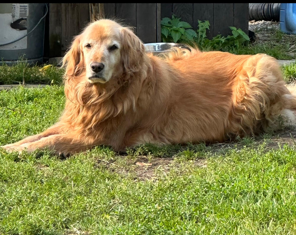 Turmeric for Dogs - Customer Photo From Jeffrey Scott