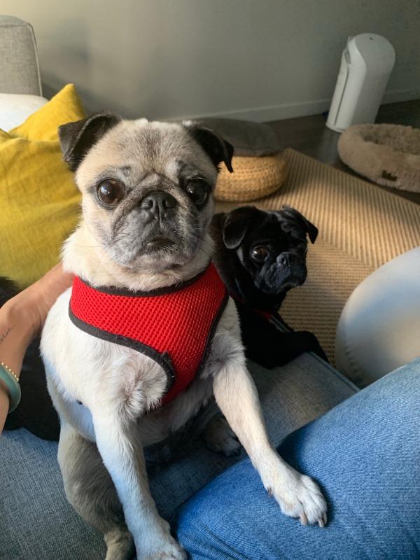 Turmeric for Dogs - Customer Photo From Sandra Acedo