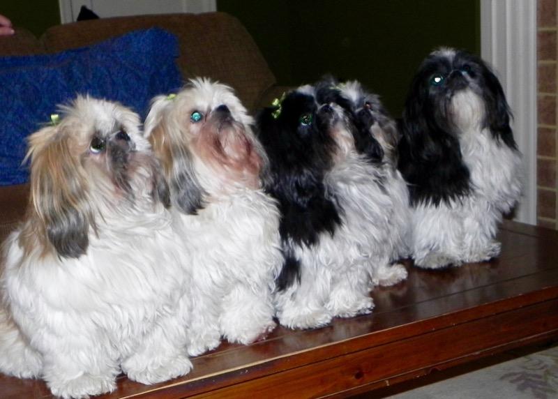 Turmeric for Dogs - Customer Photo From colleen paterson
