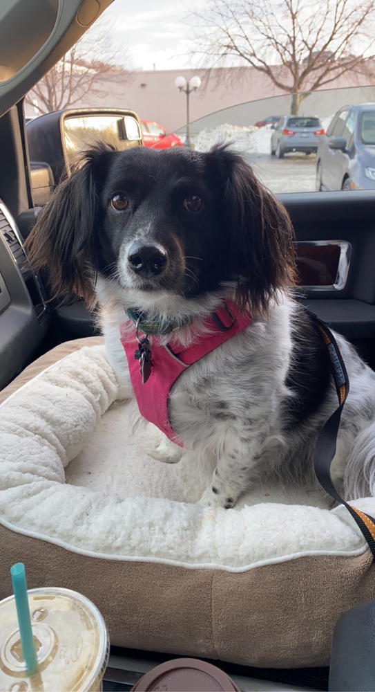 Turmeric for Dogs - Customer Photo From Samantha Anderson
