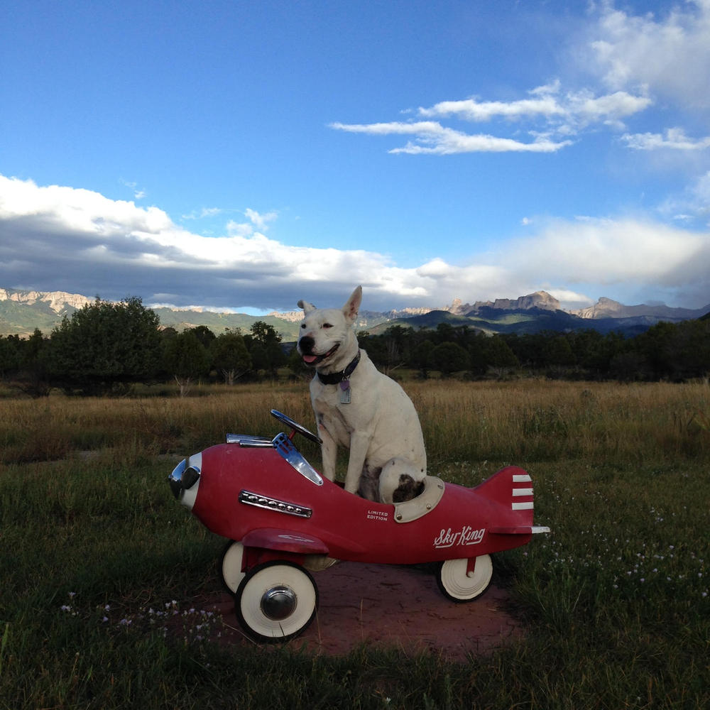 Turmeric for Dogs - Customer Photo From Nicole Pederson