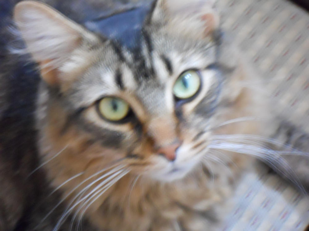 FREE 15-MINUTE ONLINE VIDEO CHAT - Customer Photo From Robyn DeYoung