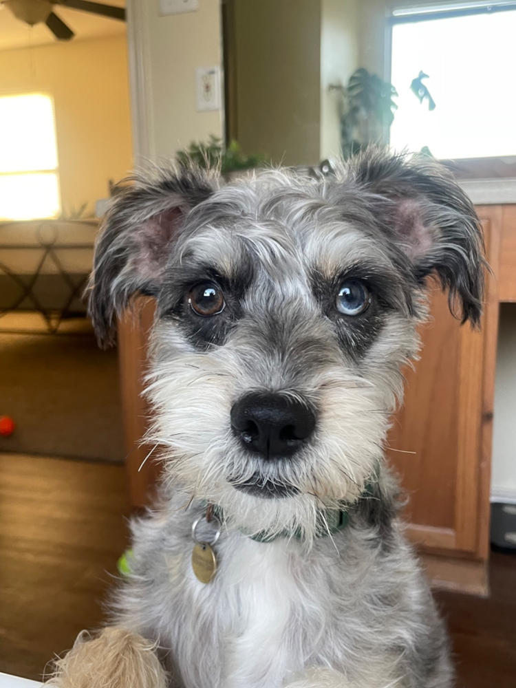 OcuLove Dog Eye Health Supplements NHV Natural Pet