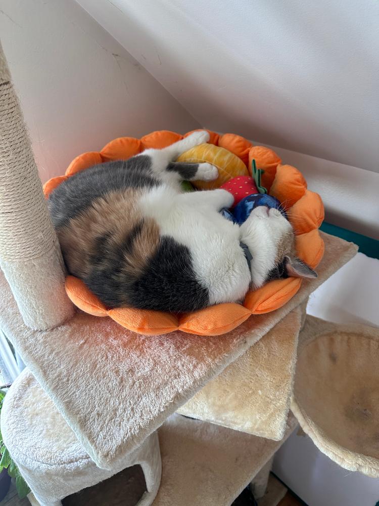 Fruit Tart Cat Bed - Customer Photo From Al