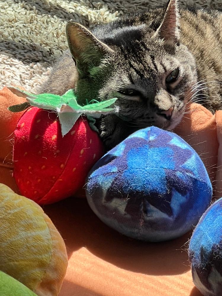 Fruit Tart Cat Bed - Customer Photo From Jennifer
