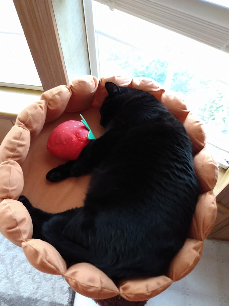 Fruit Tart Cat Bed - Customer Photo From Elaine Neumann
