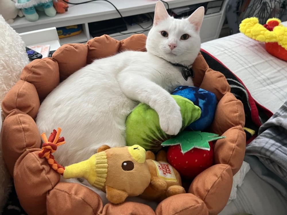 Fruit Tart Cat Bed - Customer Photo From Christy Go