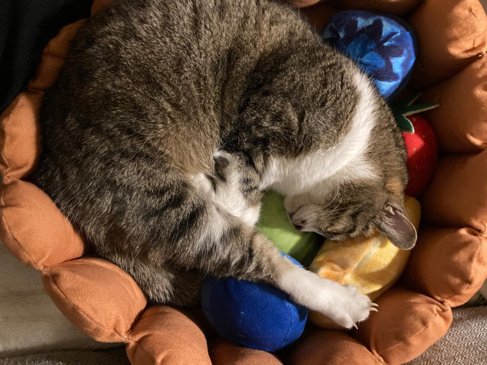 Fruit Tart Cat Bed - Customer Photo From Leslie Jones