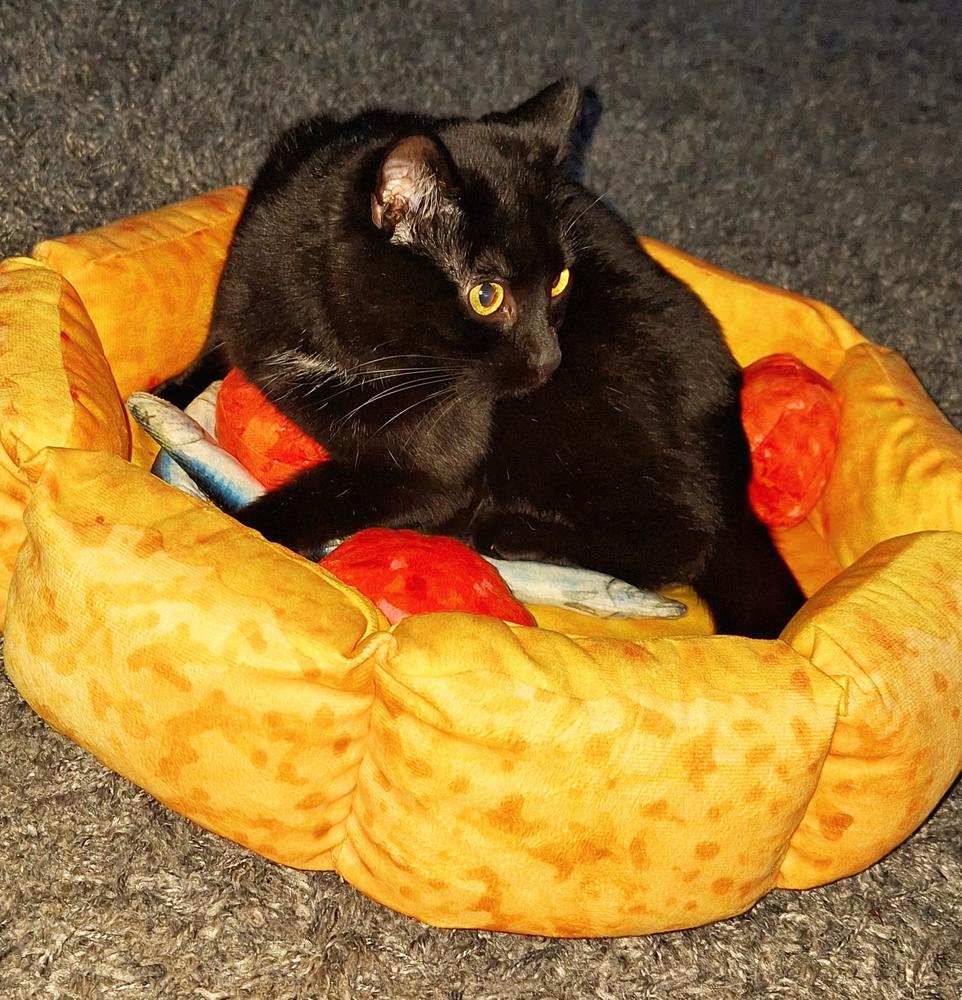 Cute Pizza Cat Bed - Customer Photo From Amelia Venditti