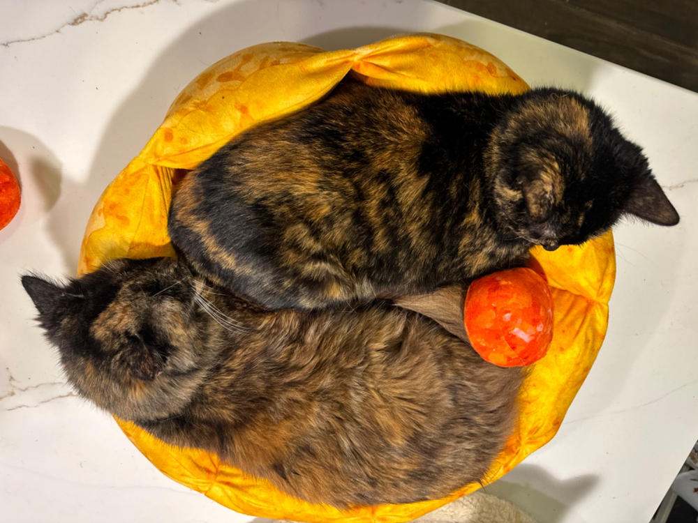 Cute Pizza Cat Bed - Customer Photo From Robin Vizer